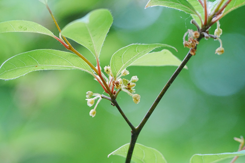 Lindera umbellata, photograph 6