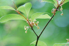 Lindera umbellata, photograph (c) WATANABE Hitoshi 渡辺仁, some rights reserved (CC BY)