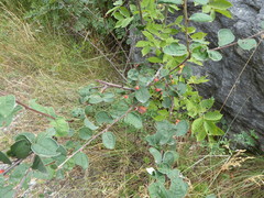 Cotoneaster integerrimus