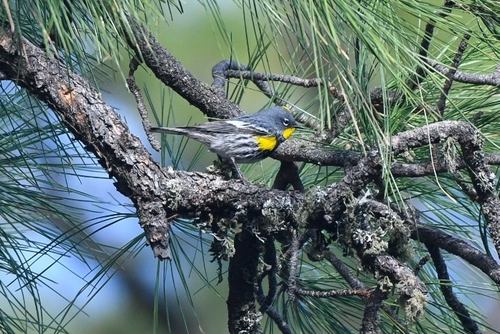 Yellow-rumped Warbler photographed in New Mexico