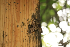 Psilogramma menephron