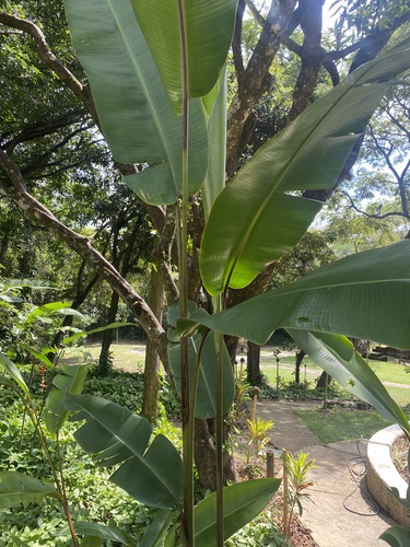 Heliconia rostrata