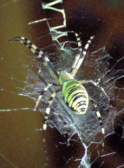 Argiope bruennichi