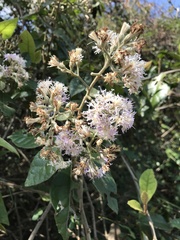 Vernonia solanifolia
