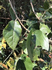 Vernonia solanifolia