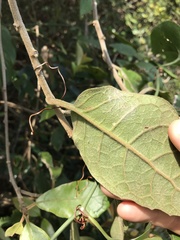 Vernonia solanifolia
