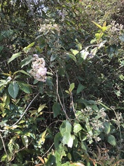 Vernonia solanifolia
