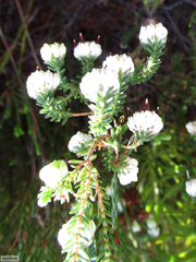 Erica cumuliflora