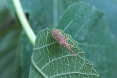 Gonocerus insidiator