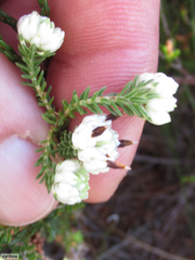 Erica cumuliflora