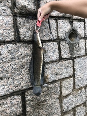 Channa striata