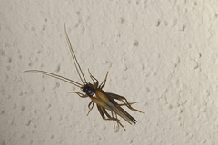 Stenonemobius gracilis