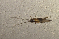 Stenonemobius gracilis