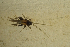 Stenonemobius gracilis