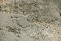 Orthetrum ransonnetii
