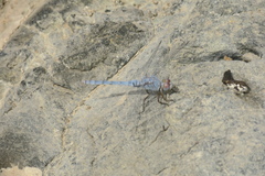 Orthetrum ransonnetii