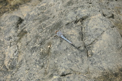 Orthetrum ransonnetii