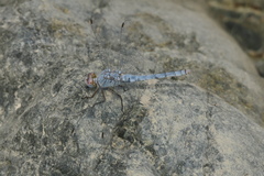 Orthetrum ransonnetii