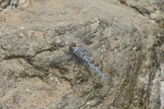 Orthetrum ransonnetii