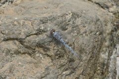 Orthetrum ransonnetii