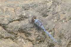 Orthetrum ransonnetii