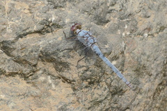 Orthetrum ransonnetii