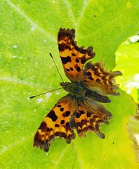 Polygonia c-album