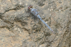 Orthetrum ransonnetii