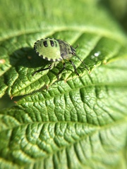 Palomena prasina