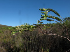 Struthiola striata