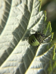 Palomena prasina