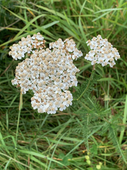 Achillea millefolium image