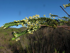 Struthiola striata