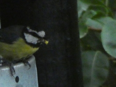 Cyanistes teneriffae teneriffae
