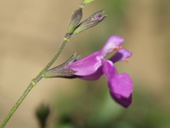 Salvia lycioides