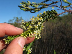 Struthiola striata