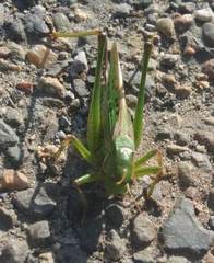 Gampsocleis sedakovii