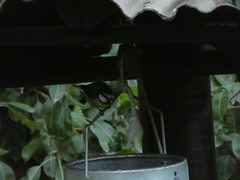 Cyanistes teneriffae teneriffae