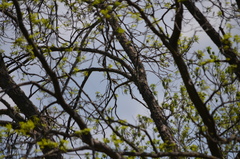 Icterus spurius