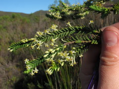 Struthiola striata