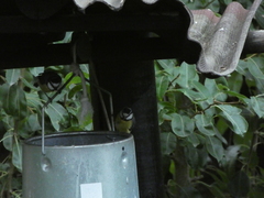 Cyanistes teneriffae teneriffae