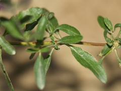 Salvia lycioides