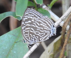 Arhopala argentea