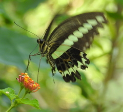 Papilio gigon