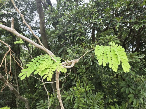 Albizia corniculata, 2025-04-26