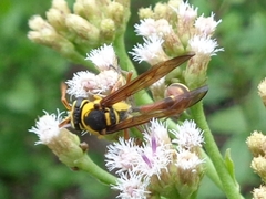 Delta campaniforme campaniforme