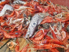Lepidopus caudatus