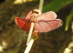 Neurothemis manadensis
