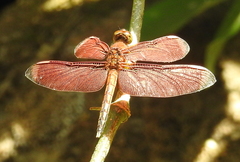 Neurothemis manadensis