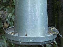 Cyanistes teneriffae teneriffae